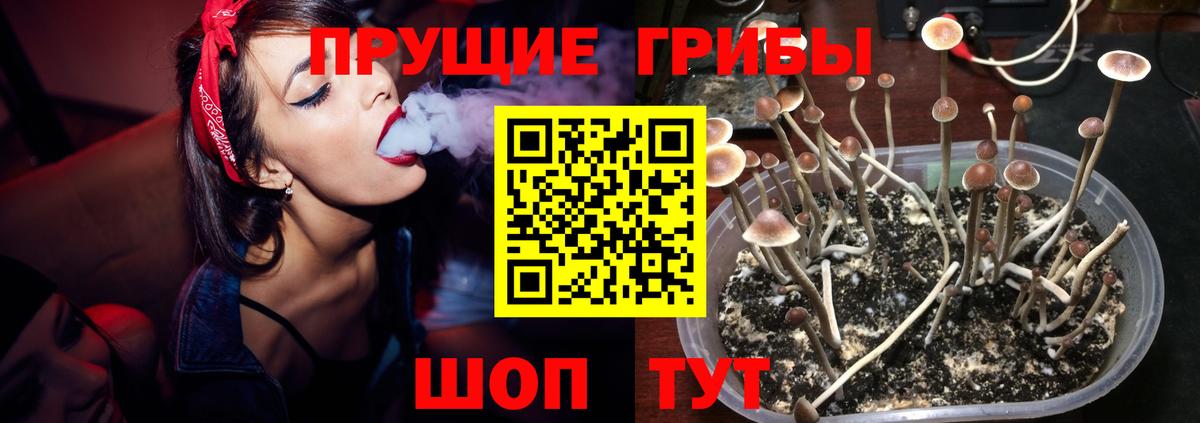 Галлюциногенные грибы Cubensis Заводоуковск